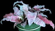 Cryptanthus 'Hawaiian Sugar'