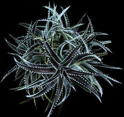 Dyckia 'Arizona' - Tropiflora
