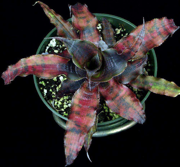 Cryptanthus 'Red Baron' - Tropiflora