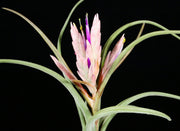 Tillandsia paucifolioides (paucifolia 'Pink')
