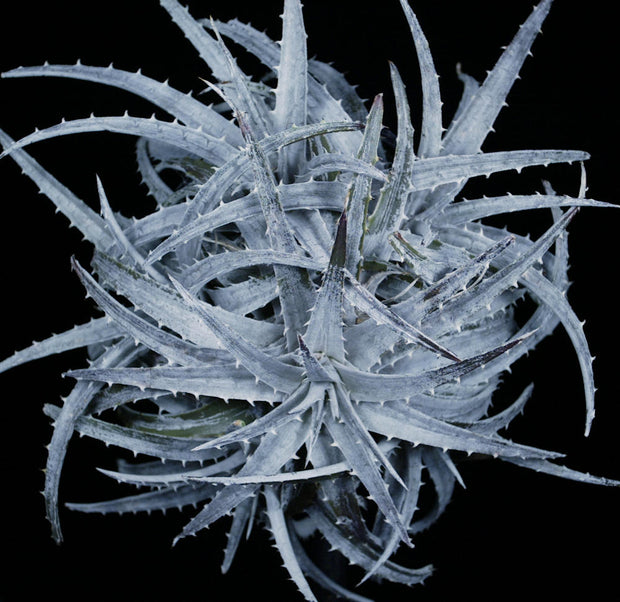 Dyckia 'Silver Back' - Tropiflora