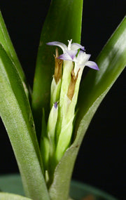 Wittmackia neoregelioides