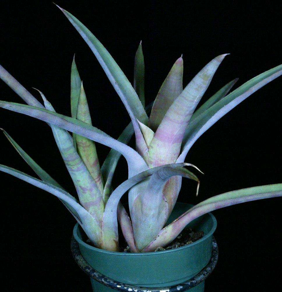 Neoregelia bahiana (diamantinensis clone) – Tropiflora