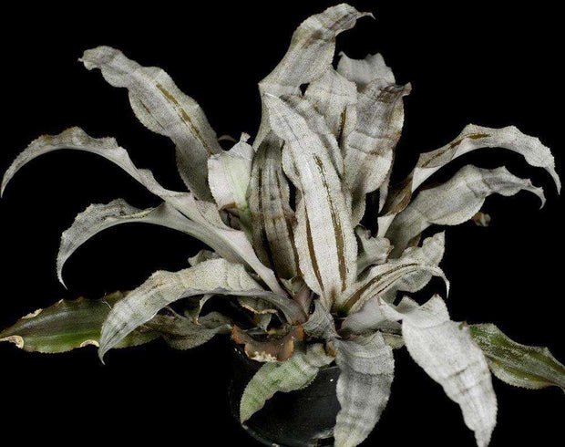 Cryptanthus 'Creme Brulee' - Tropiflora