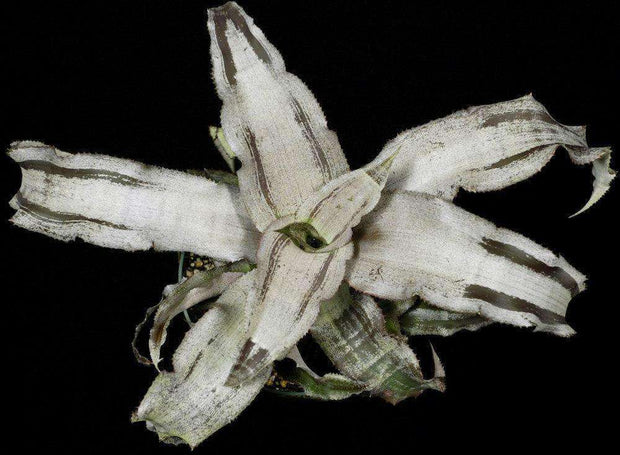 Cryptanthus 'Creme Brulee' - Tropiflora