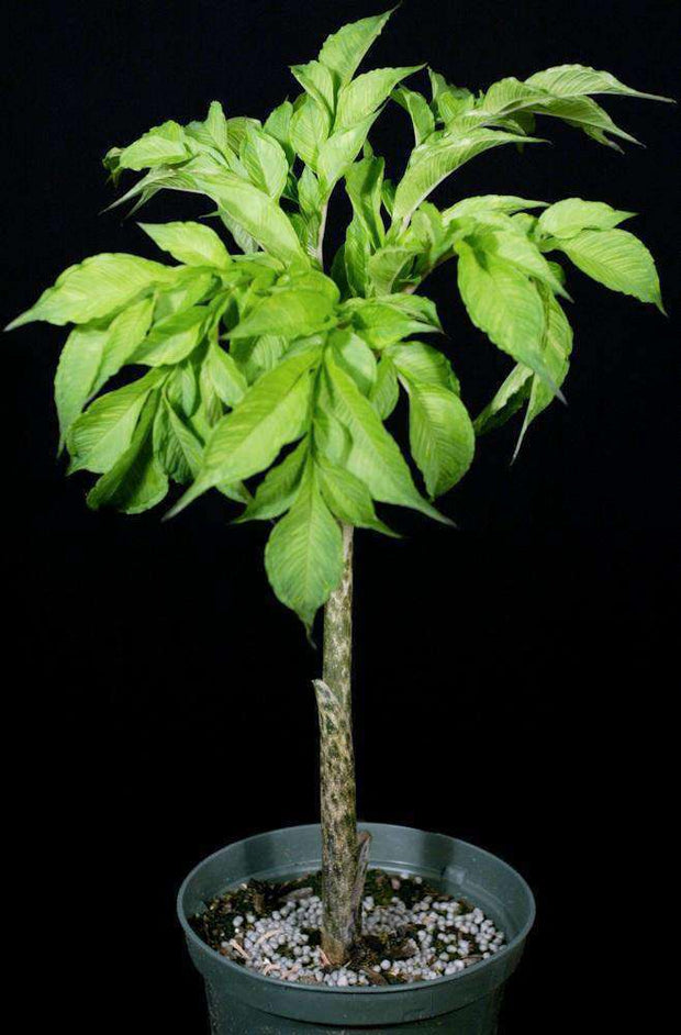 Amorphophallus konjac - Tropiflora