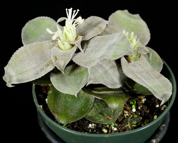 Cryptanthus argyrophyllus