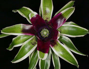 Neoregelia 'Dorothy Howson' - Tropiflora