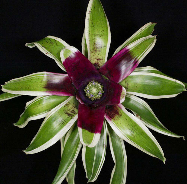 Neoregelia 'Dorothy Howson' - Tropiflora