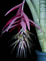 Billbergia eloiseae - Tropiflora