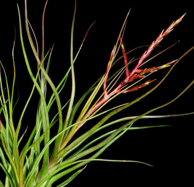 Tillandsia 'Durrell' – Tropiflora