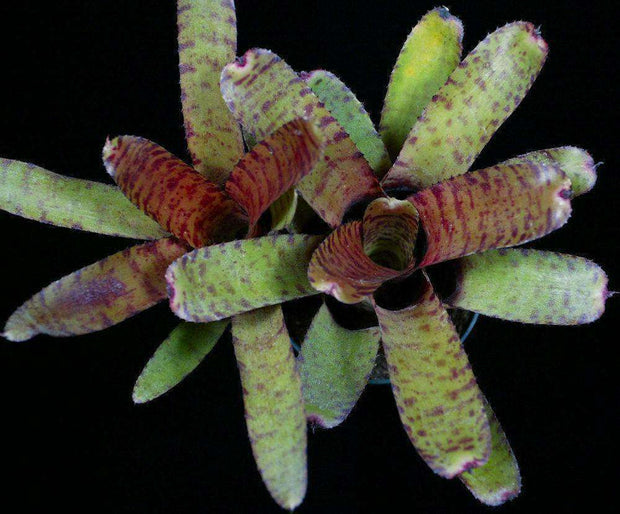 Neoregelia 'Ed Prince' - Tropiflora