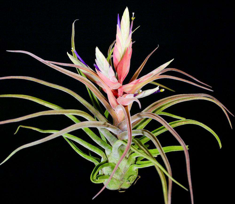 ブロメリア・エアープランツ ionantha Hamuemula x Sitting Pretty Tillandsia 'Sitting Pretty' – Tropiflora