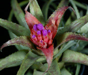 Aechmea recurvata 'Artichoke' - Tropiflora