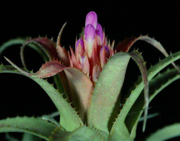 Aechmea recurvata 'Artichoke' - Tropiflora