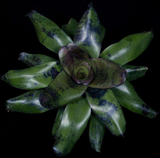 Neoregelia 'Vulkan' - Tropiflora