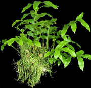 Drynaria bonnii - Tropiflora