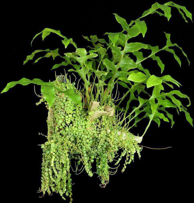 Drynaria bonnii - Tropiflora