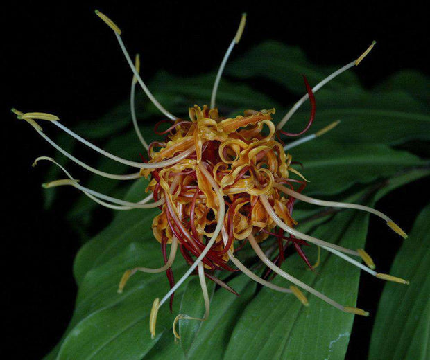 Hedychium longicornutum - Tropiflora