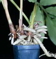 Hedychium longicornutum - Tropiflora
