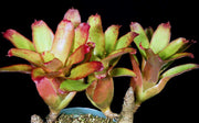 Neoregelia eltoniana clone #2 - Tropiflora