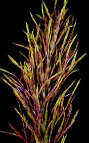 Tillandsia lineatispica (clone #2) - Tropiflora
