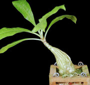 Myrmecodia tuberosa 'dahlii' SEL82-465 - Tropiflora