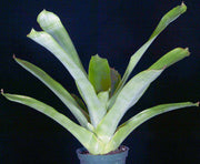 Wittmackia inermis - Tropiflora