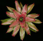 Neoregelia 'David and Sherlette' - Tropiflora