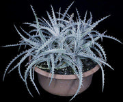 Dyckia 'Silver Back' f2 - Tropiflora