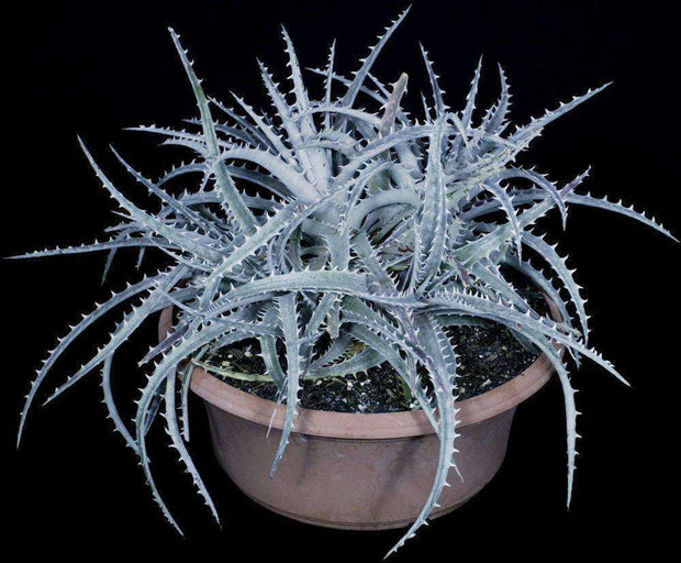 Dyckia 'Silver Back' f2 - Tropiflora