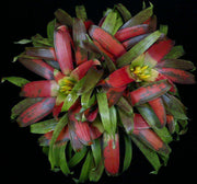 Guzmania sanguinea 'Cousin It' - Tropiflora