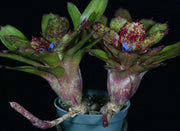 Neoregelia 'Janet Sue' - Tropiflora