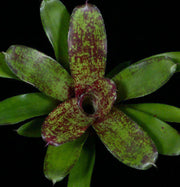 Neoregelia 'Janet Sue' - Tropiflora
