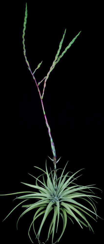 Tillandsia mima v. chiletensis - Tropiflora