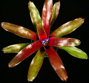 Neoregelia 'Red Pepper' - Tropiflora