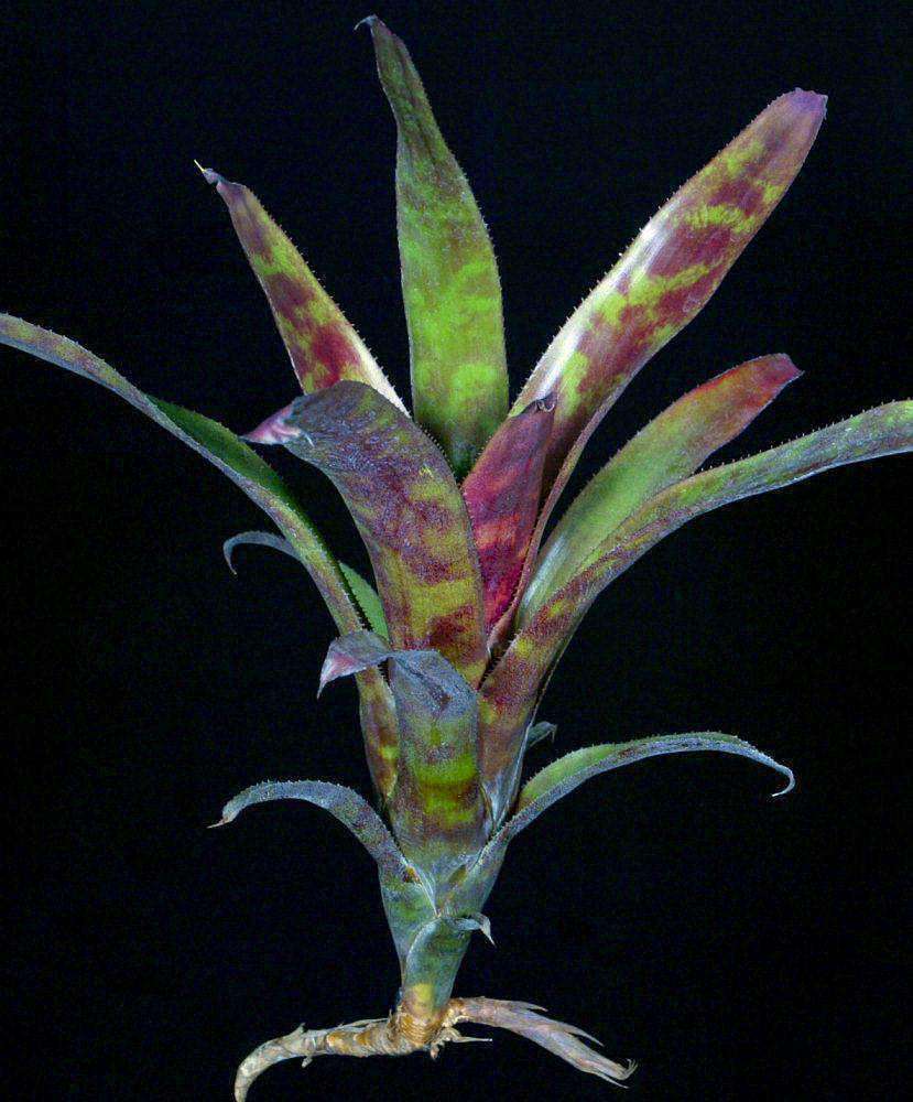 ブロメリア・エアープランツ Canistrum Seidelianum Dark form Canistrum seidelianum 'Dark Form' – Tropiflora