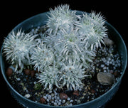 Pachypodium brevicaule ssp. leucoxanthum