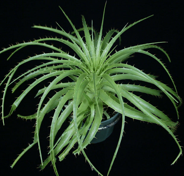 Puya species 'Cayata'