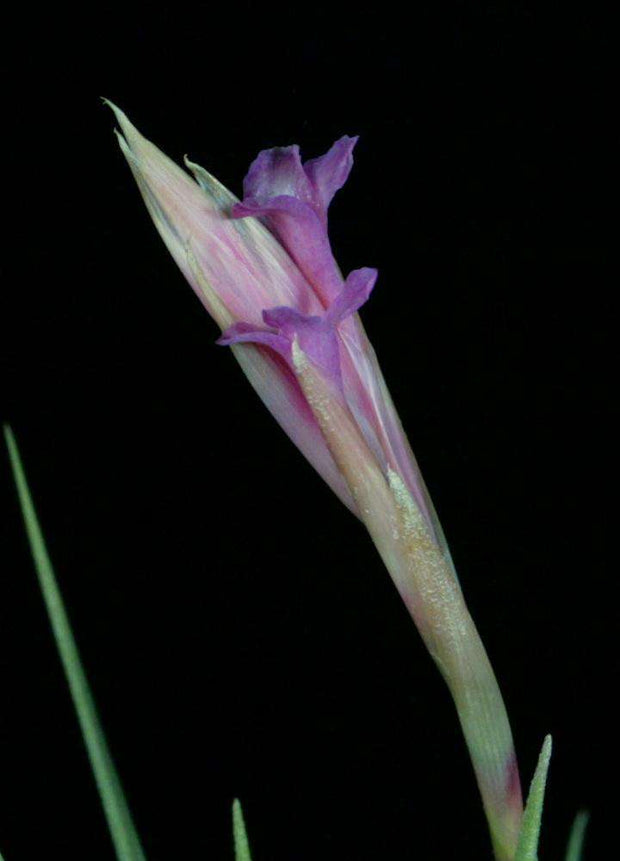 Tillandsia argentina x tenuifolia - Tropiflora