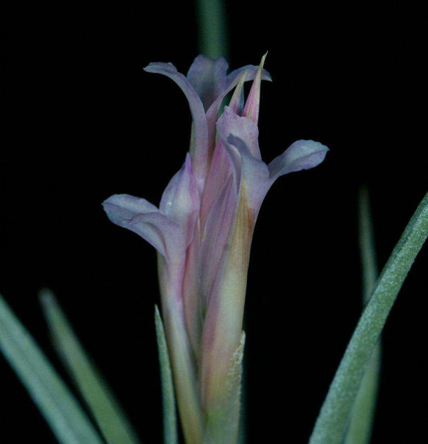 Tillandsia argentina x tenuifolia - Tropiflora