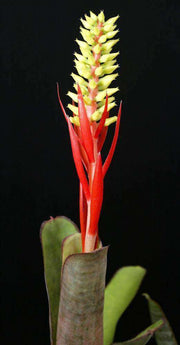 Aechmea nudicaulis v. capitata BAB230 - Tropiflora