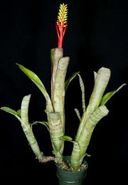 Aechmea nudicaulis v. capitata BAB230 - Tropiflora