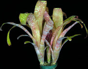 Billbergia 'Pink Blush' - Tropiflora