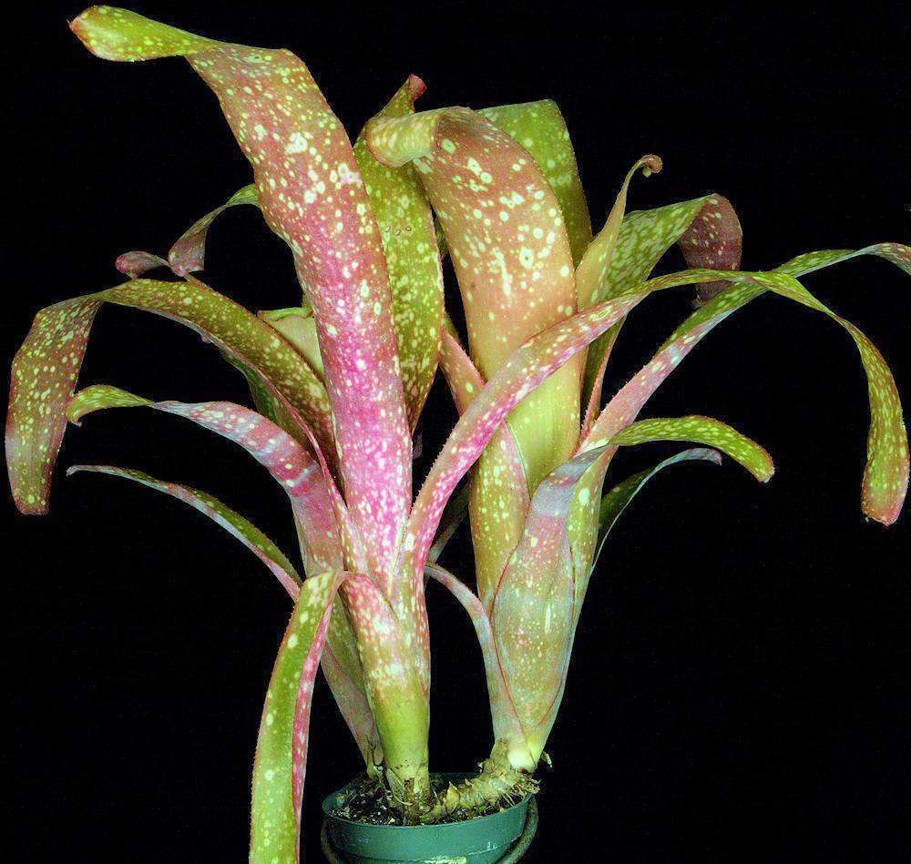Billbergia 'Pink Blush' – Tropiflora