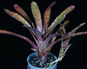 Neoregelia punctatissima rubra x tigrina - Tropiflora