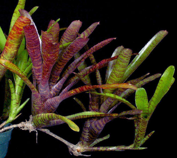 Neoregelia punctatissima rubra x tigrina - Tropiflora