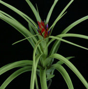 Tillandsia 'Yabba' Green Form - Tropiflora