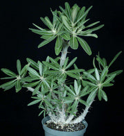 Pachypodium cactipes - Tropiflora