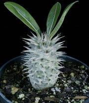 Pachypodium cf eburneum - Tropiflora
